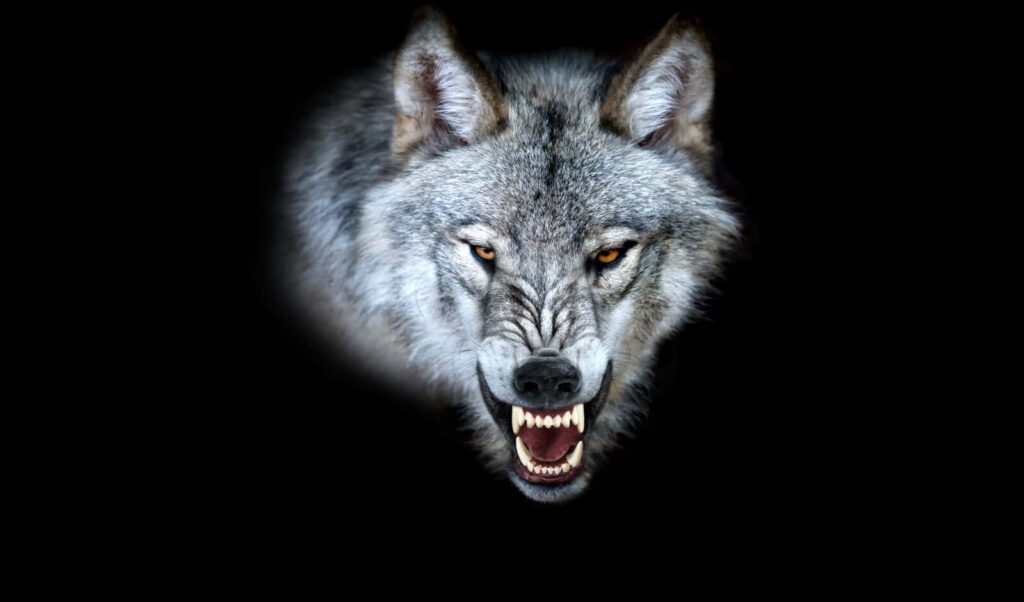 Fierce Wolf Wallpaper: Majestic Snarl on Dark Background
