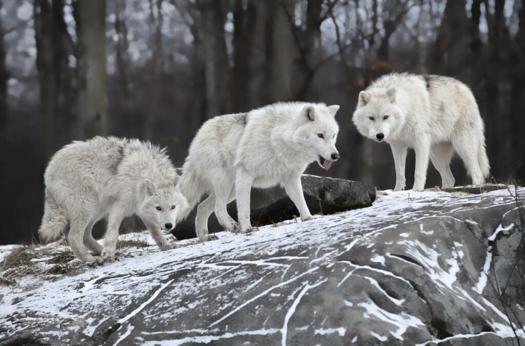 Fierce Wolves in Snowy Terrain - Wild Nature Desktop Wallpaper
