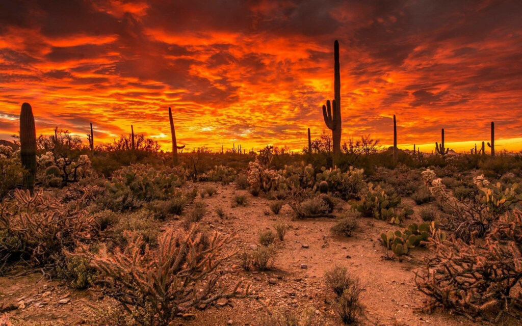Arizona desert landscape at sunset with fiery orange sky cacti and rugged terrain wallpaper