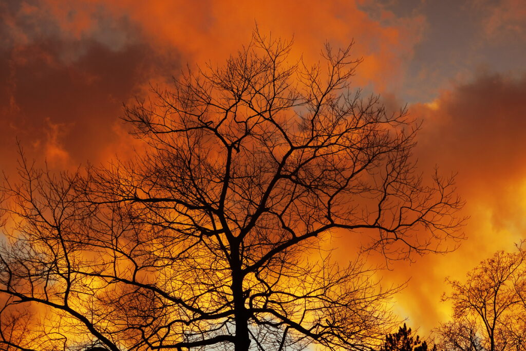 Silhouette of leafless tree with intricate branches against golden autumn dawn sky wallpaper background