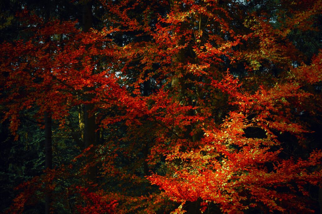 Vibrant autumn leaves in red and orange on dark tree trunks with dappled shadows forest wallpaper