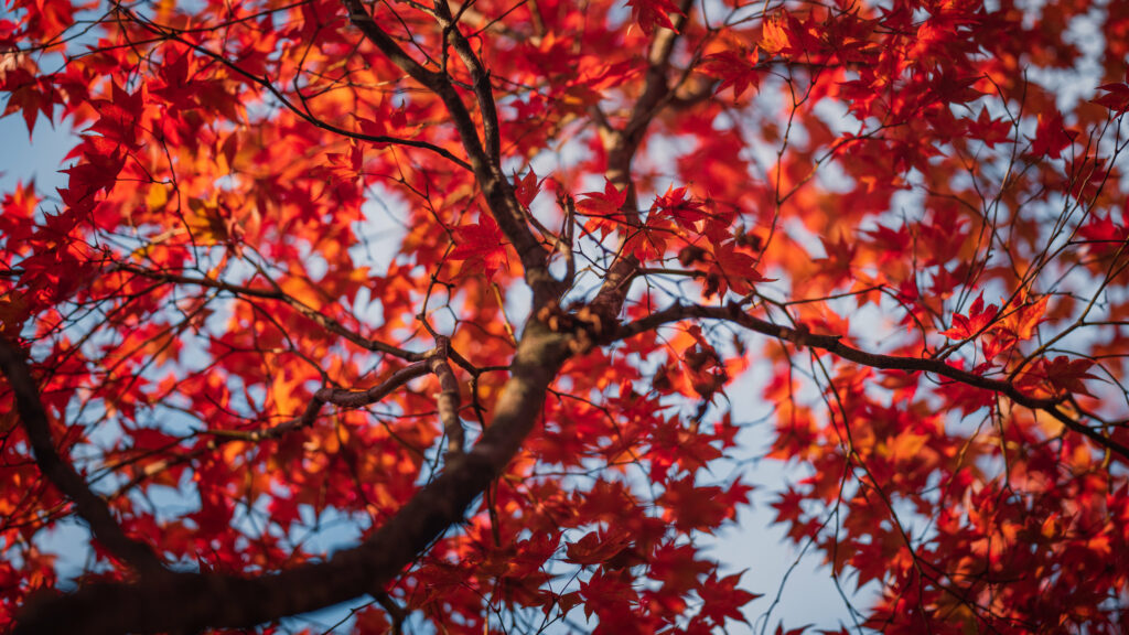 Upward view of vibrant maple tree with fiery red and orange autumn leaves wallpaper background