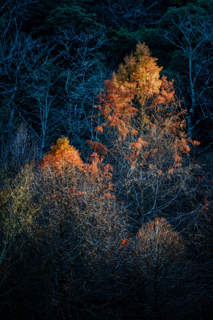 Tall autumn trees with vibrant orange and gold leaves against dark moody forest background Wallpaper