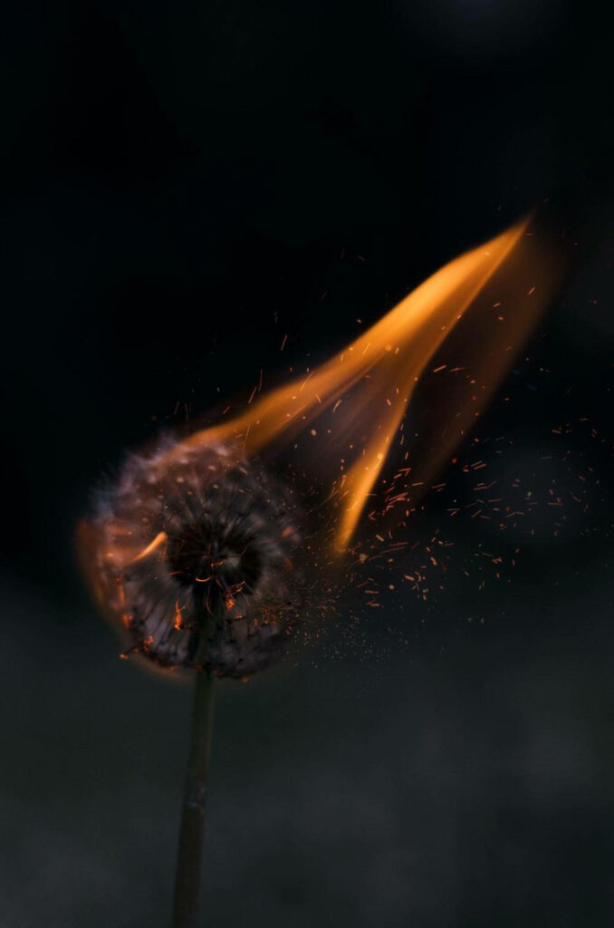 Fiery Dandelion Wallpaper: Striking Contrast on Dark Background