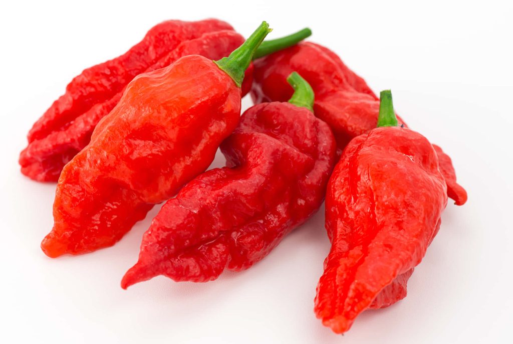 Close-up of vibrant Delhi Spice Ghost Peppers with wrinkled red skin and bright green stems Wallpaper