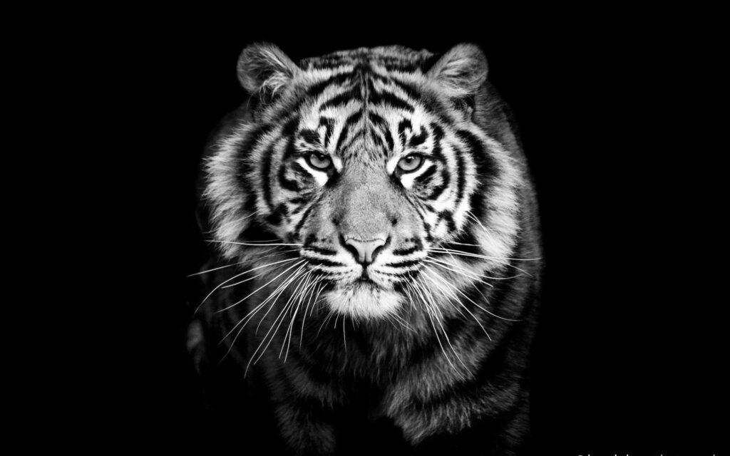 Black and white tiger portrait with piercing gaze and detailed fur on black background wallpaper