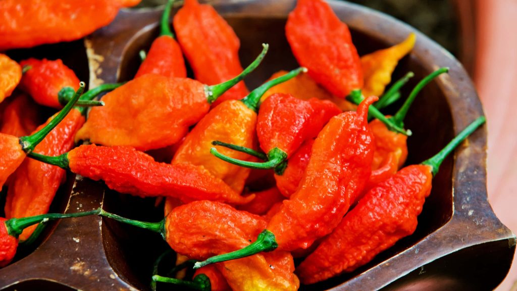Close-up of vibrant Ghost Pepper Bhut Jolokia peppers with wrinkled textures in bowl background Wallpaper