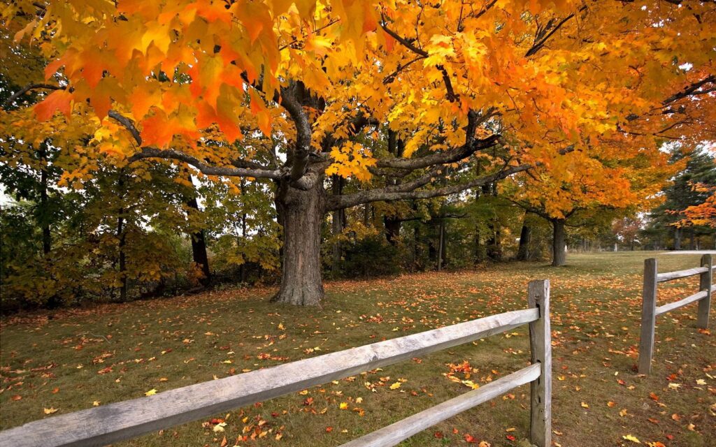 Vibrant maple tree with fiery orange leaves behind rustic fence autumn landscape wallpaper background