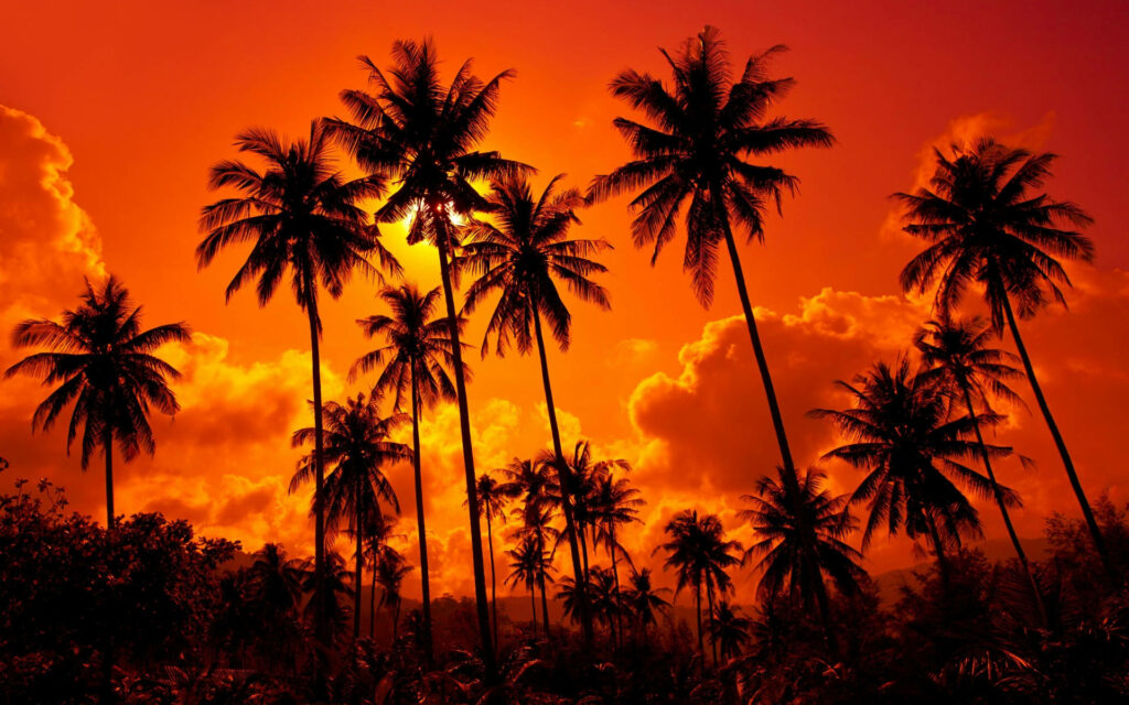 Dramatic sunset with fiery orange sky behind tall coconut tree silhouettes tropical wallpaper