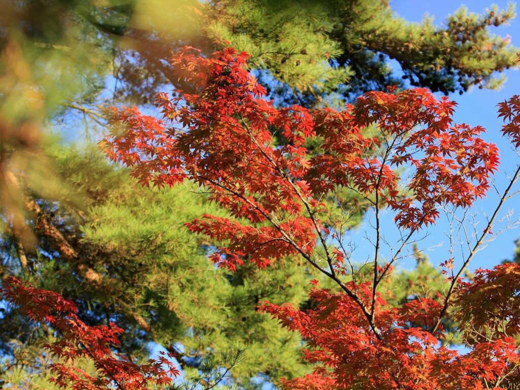 Autumn tree with fiery red leaves against green pine and clear blue sky wallpaper background