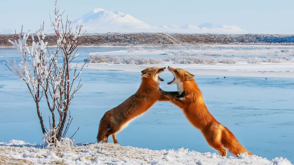 Two red foxes sparring on icy riverbank with snowy mountains vibrant winter wildlife wallpaper