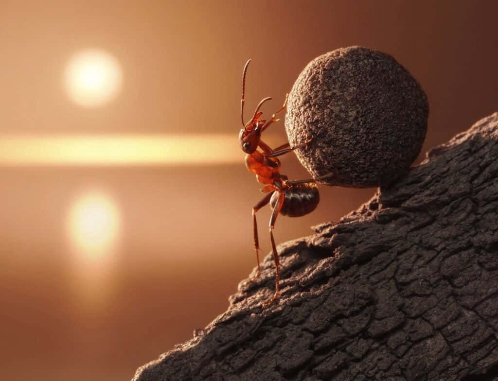 Fire ant pushing large stone in golden sunset light macro shot with soft nature bokeh background Wallpaper