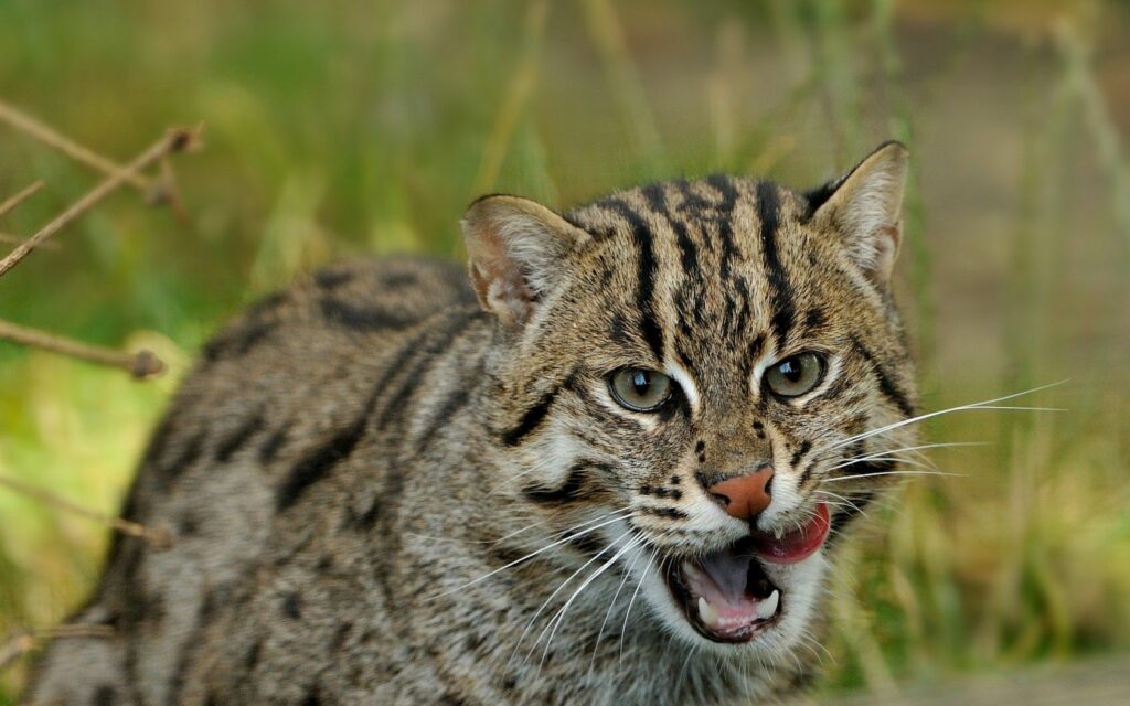Close-Up of a Fishing Cat: Spotted Coat & Intense Gaze in Nature Wallpaper