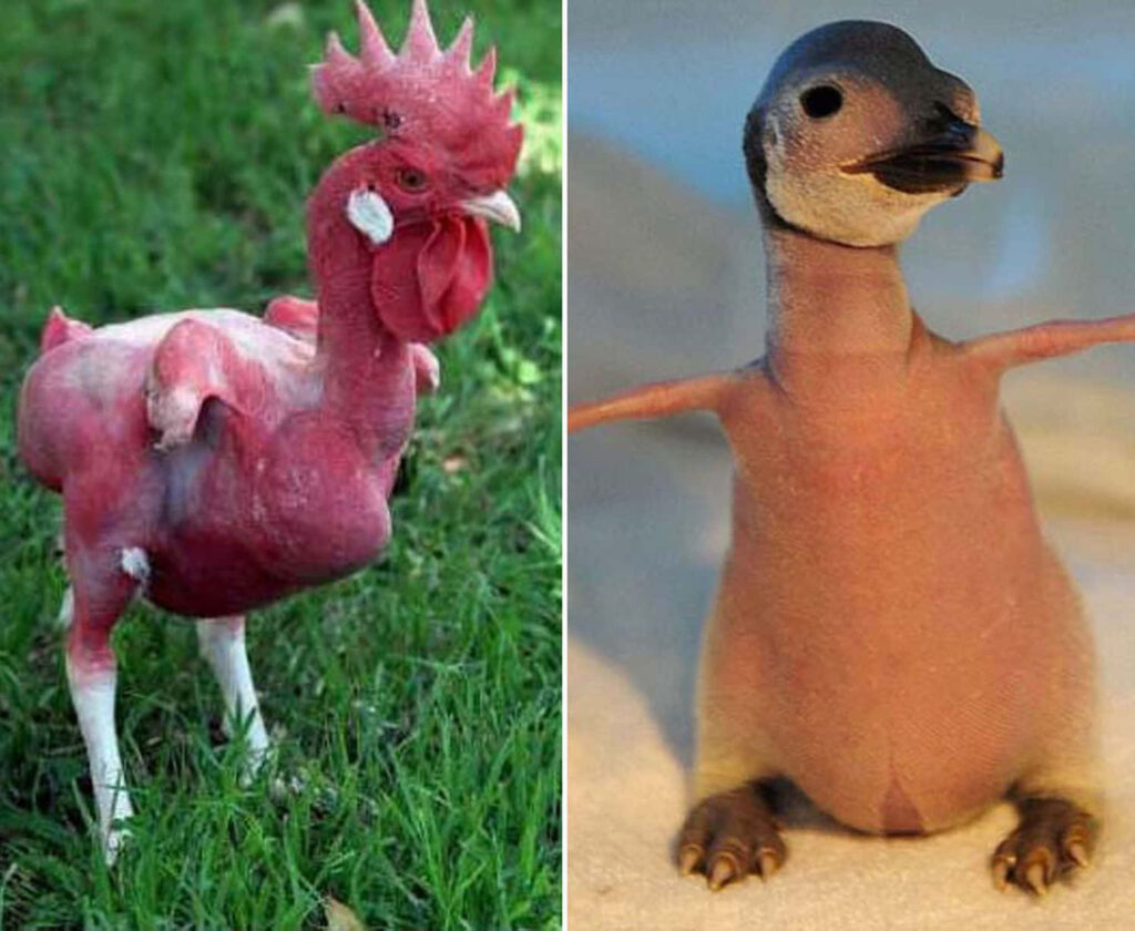Whimsical Bird vs. Plush Penguin: A Charming Nature Contrast Wallpaper