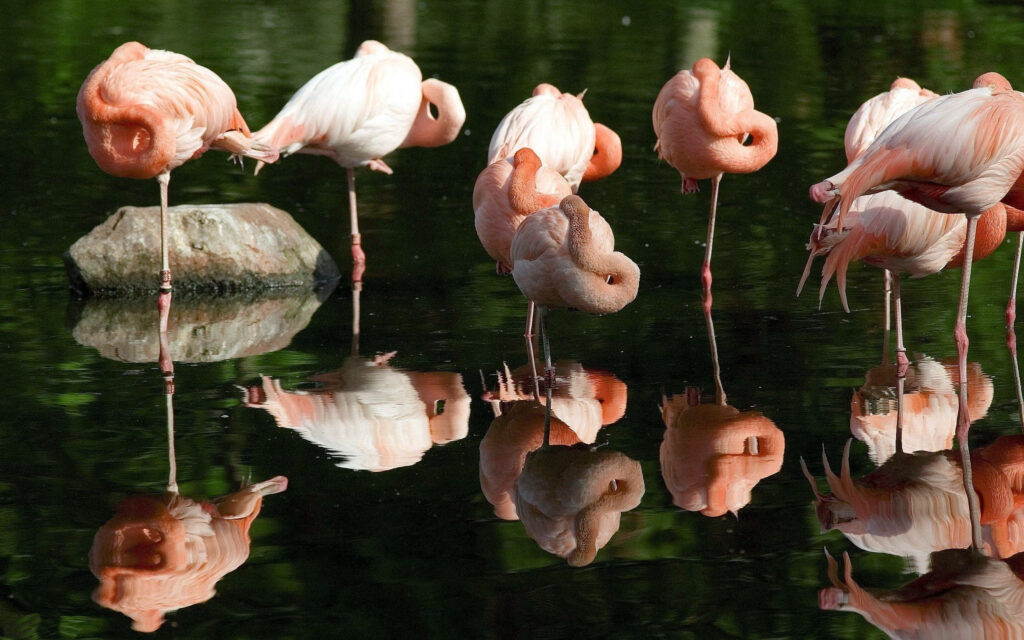 Pink Paradise: A Serene Flock of Flamingos Resting in Their Natural Habitat Wallpaper