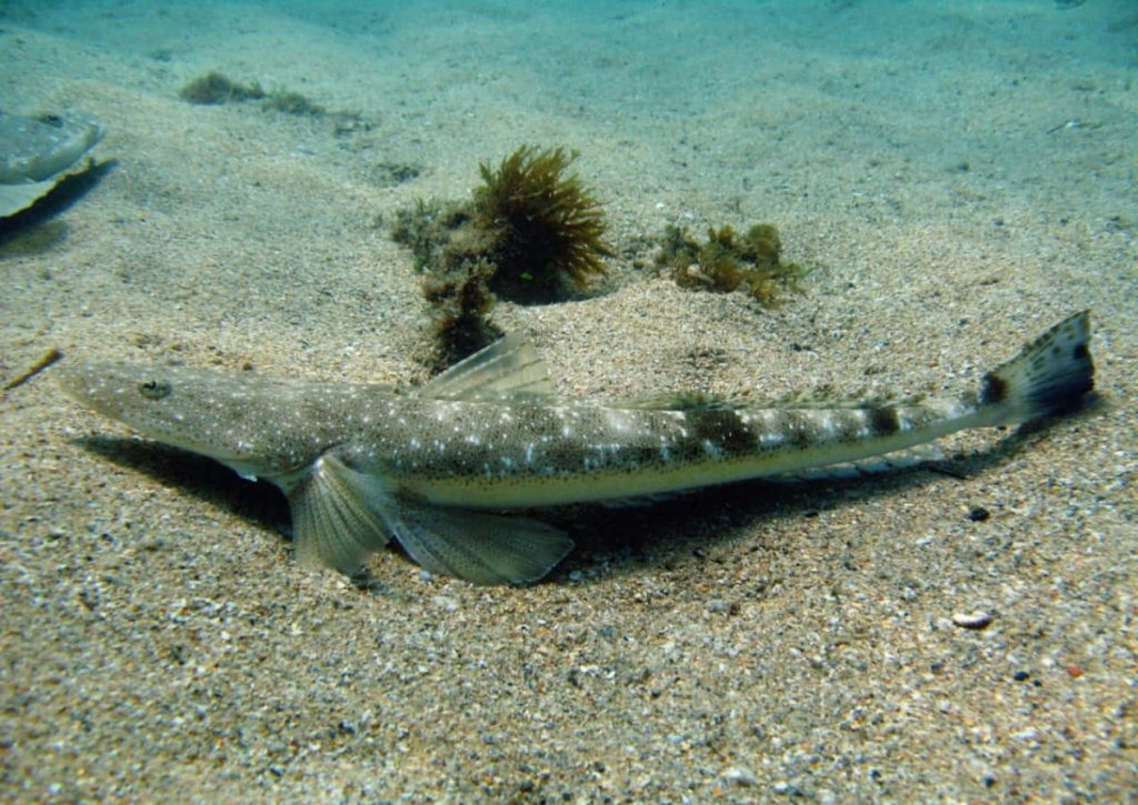 Flathead fish camouflaged on sandy seabed with mottled patterns underwater ocean wallpaper