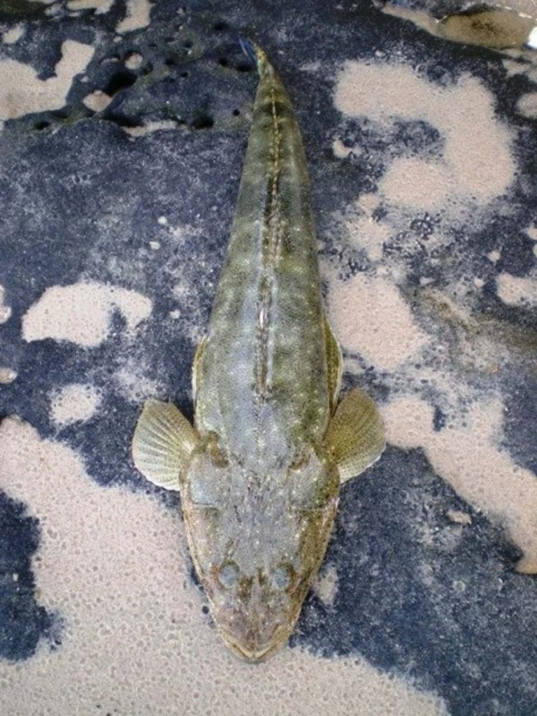 Close-up of flathead fish with mottled skin on wet sand coastal saltwater bottom-dweller Wallpaper