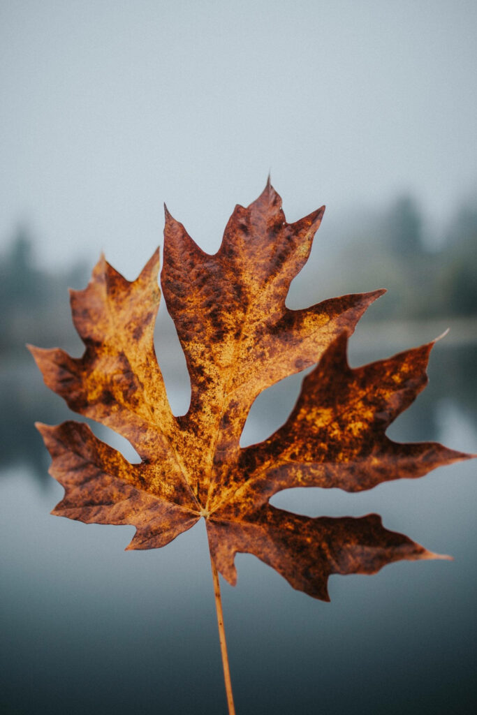 Falling in Love with Autumn: Flaunt your Style with this Delightful Fall-Themed Phone Case! Wallpaper