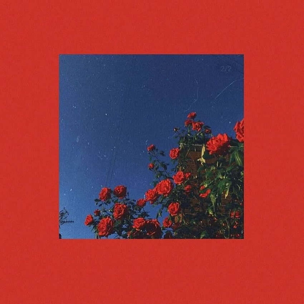 Flower-Framed Insta Baddie: Striking Pose Amidst Vibrant Reds Wallpaper