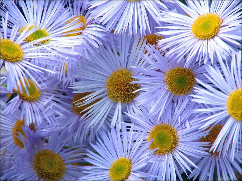 Delicate Fleabane Daisy Wallpaper: Soft Lavender & Yellow Floral Background
