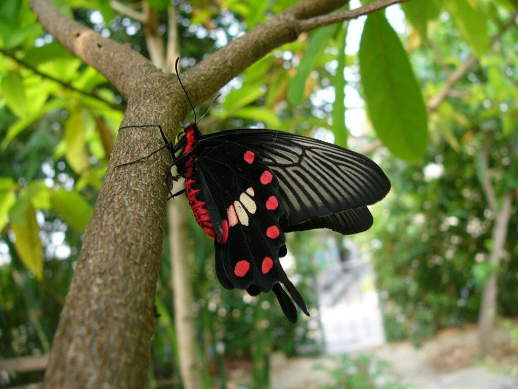 Daytime Delight: Marvelous Butterfly Poses Gracefully against Tree Background Wallpaper