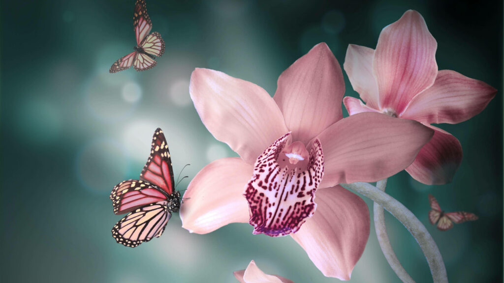 Cute Pink Butterfly Ballet Amidst Blooming Boat Orchids: Adorable Nature Wallpaper