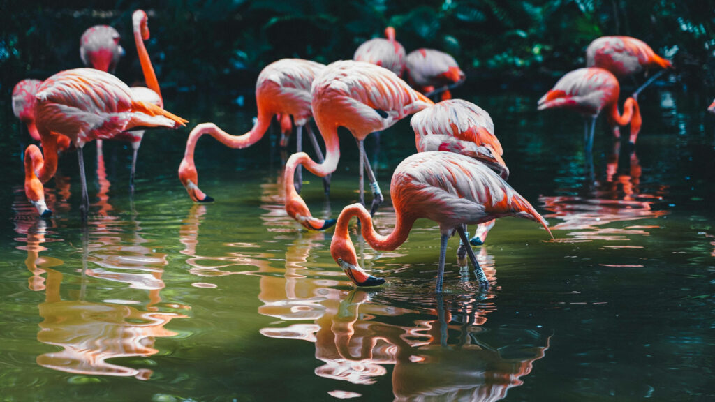 Flamingo Oasis: A Breathtaking Full Screen Desktop Wallpaper
