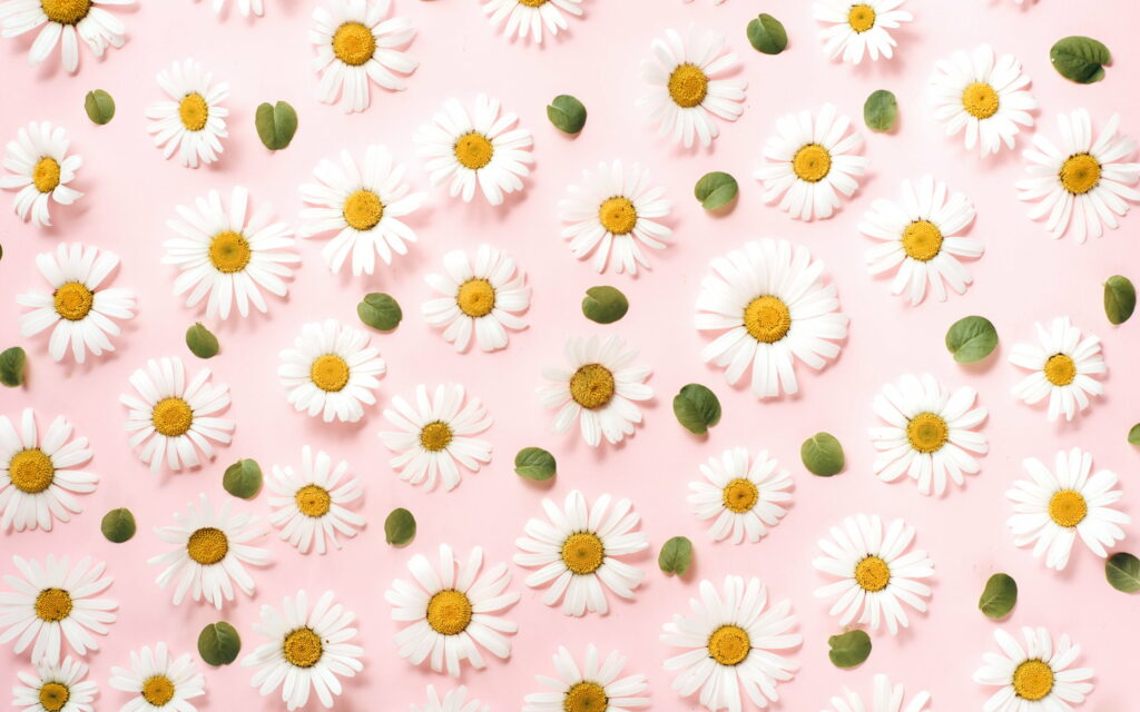 Floral Bliss: A Delicate Pink Daisies Dream Wallpaper