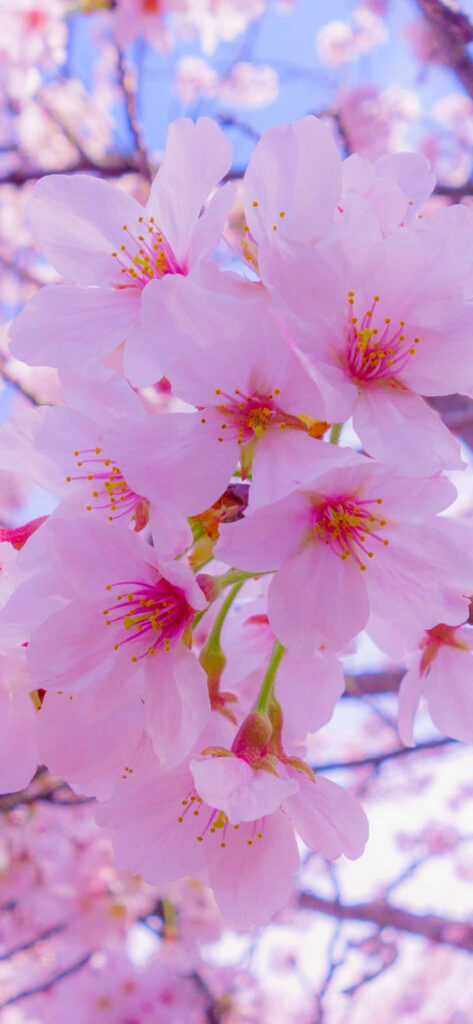 Colorful Blooms Surround This Adorable Spring iPhone, Adding a Splash of Joy to Your Day! Wallpaper