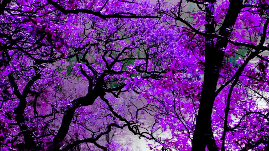 Lilac Dreams: A Stunning HD Floral Wallpaper in Purple