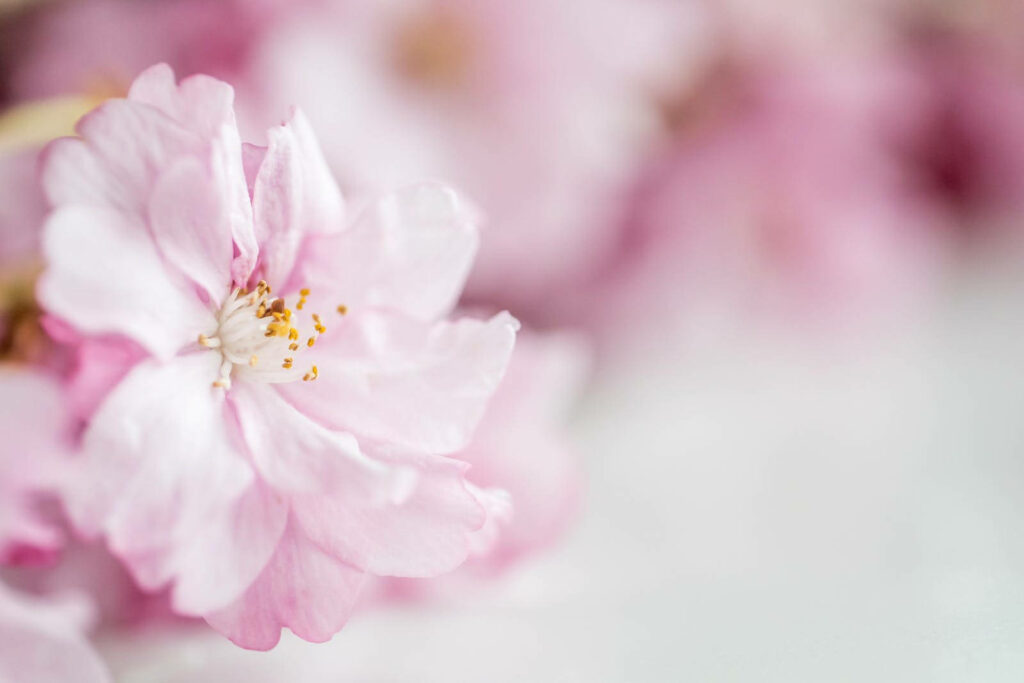 Petal Paradise: Captivating Pink Floral Delight for Aesthetic Desktop Bliss Wallpaper