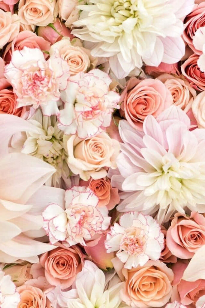 Pastel Roses Floral iPhone Wallpaper: Experience Nature's Elegance