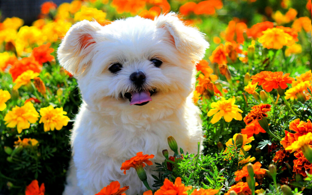 A Blooming Friendship: Adorable Shih Tzu Puppy Playfully Explores a Colorful Flower Garden in the Daylight Wallpaper