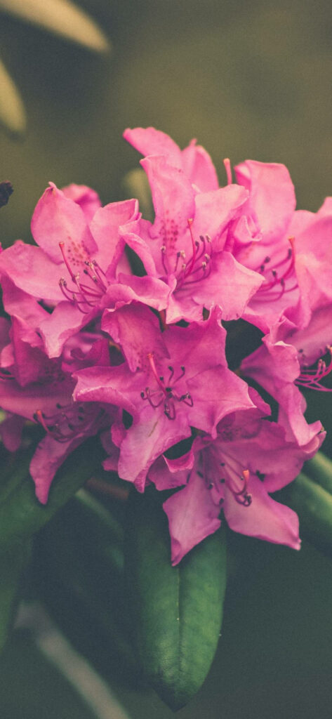 Vibrant Pink Rhododendron Ponticum Blossom: Mesmerizing Phone Wallpaper
