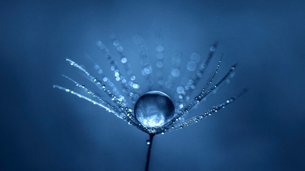Close-up of dandelion seed with water droplets on blue background high definition wallpaper
