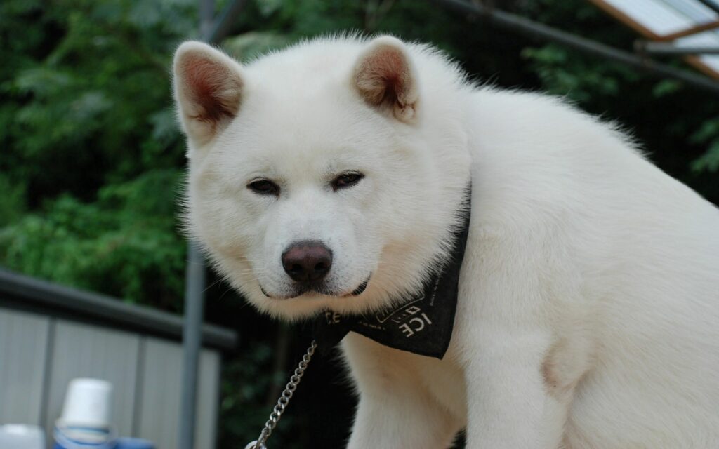 Adorable Fluffy Akita Inu Puppy Wallpaper for Dog Lovers