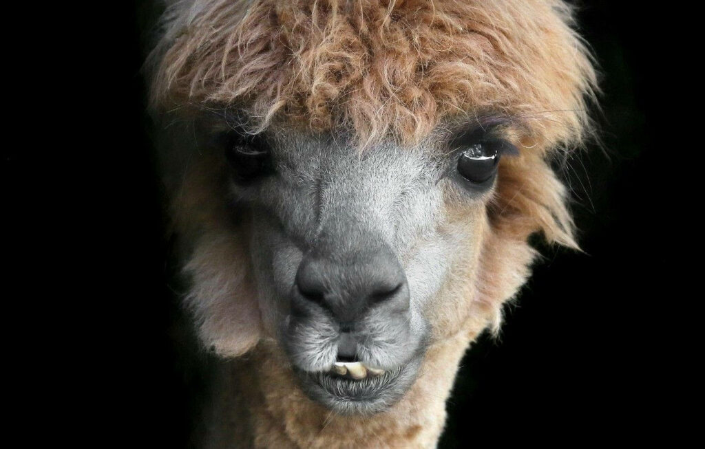 Close-up of fluffy alpaca with curious eyes on black background charming animal wallpaper