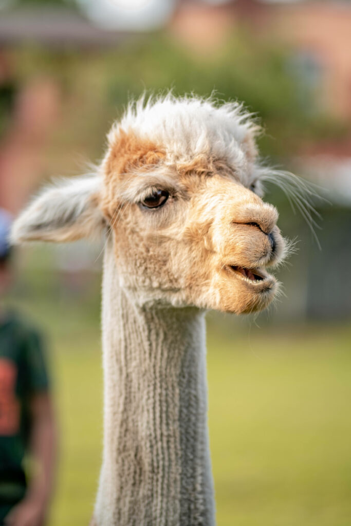Close-up of alpaca with shaved neck and fluffy face in green grass with blurred background wallpaper