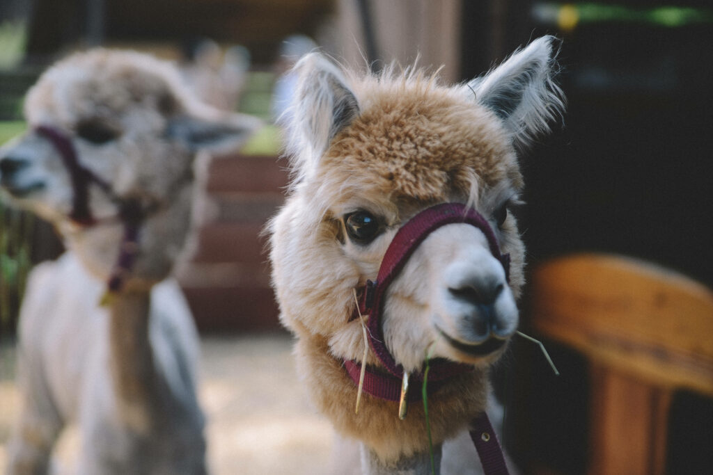 Close-up of fluffy alpaca with leash outdoors with second alpaca in background wallpaper view