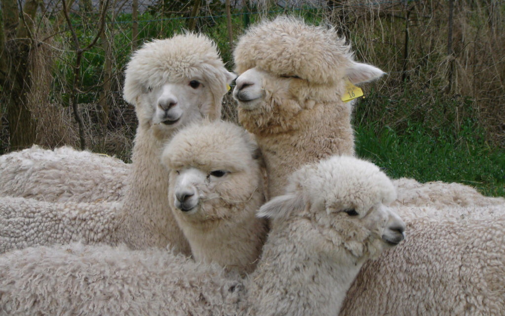 Fluffy alpacas huddled outdoors showing soft wool and gentle expressions wallpaper background