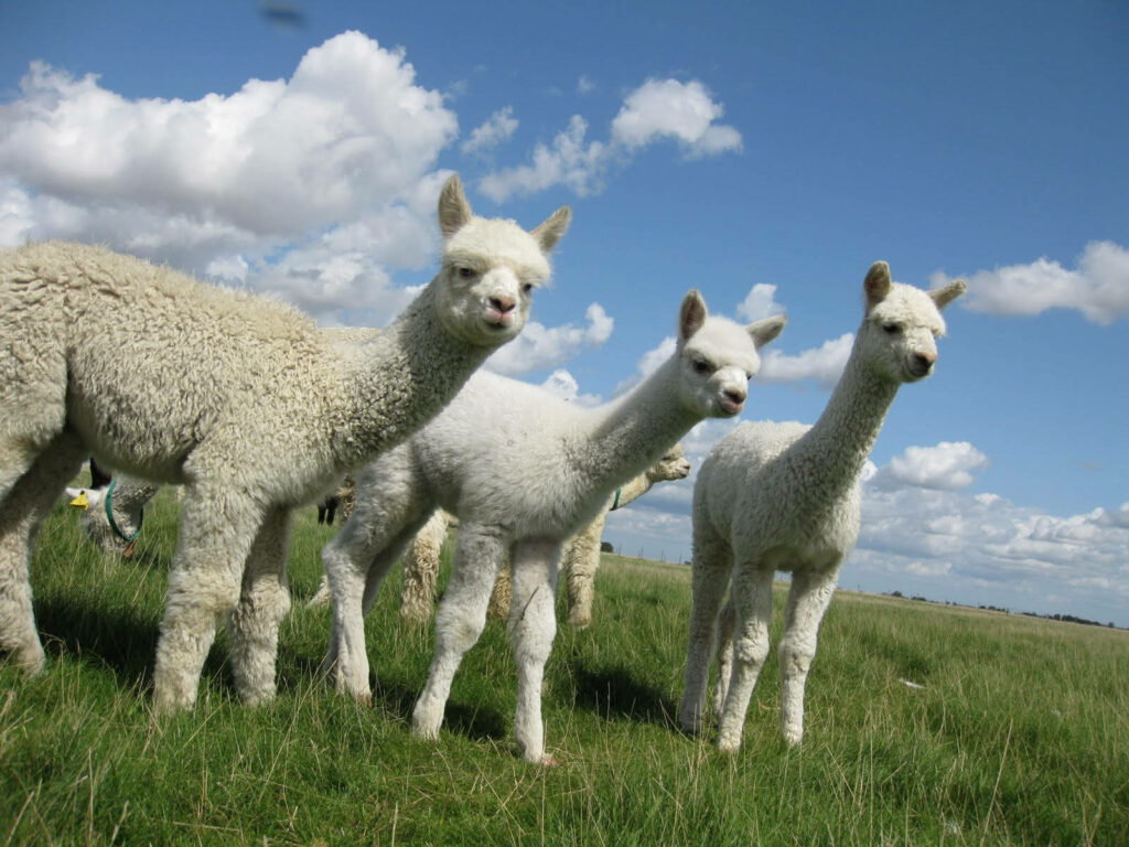 Fluffy alpacas grouped on grassy field under bright blue sky with scattered clouds sunny day Wallpaper