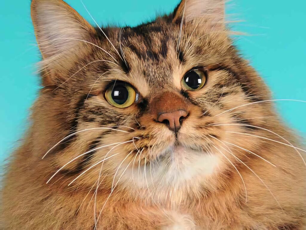 Fluffy American Bobtail cat with tabby patterns relaxing on vibrant blue background wallpaper