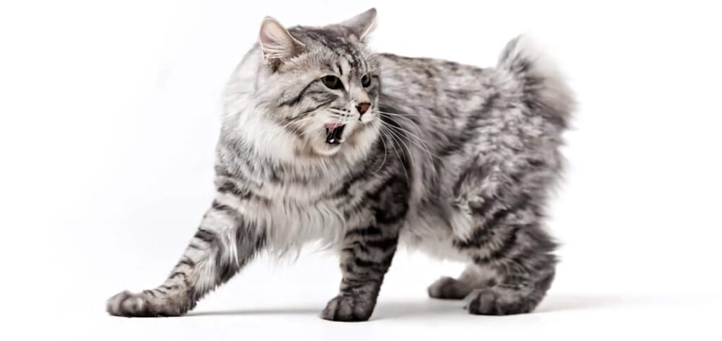 Fluffy American Bobtail cat with short tail and striking tabby markings on white background Wallpaper
