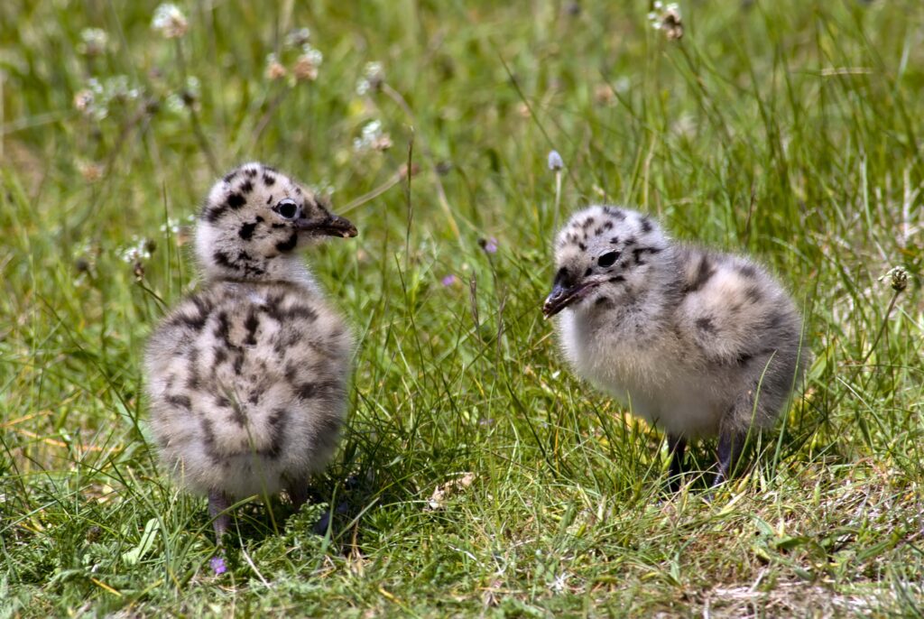 Fluffy Baby Birds in Vibrant Grassy Field - Serene Nature Wallpaper
