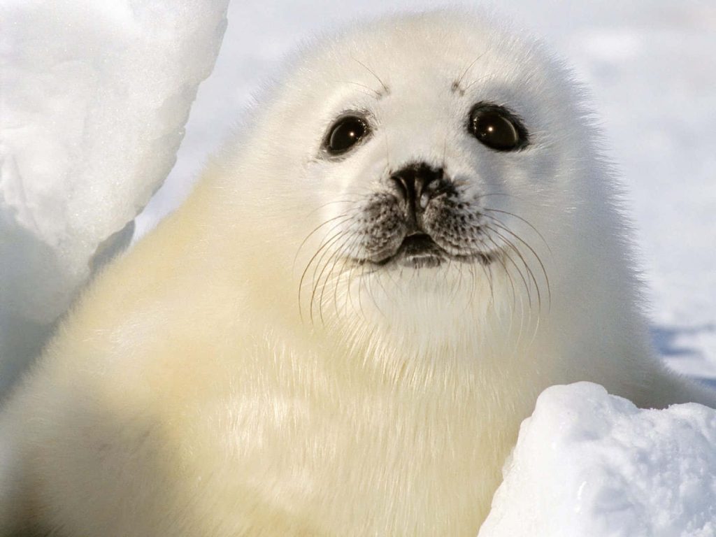 Fluffy baby harp seal resting on bright Arctic ice with soulful eyes and soft white fur wallpaper