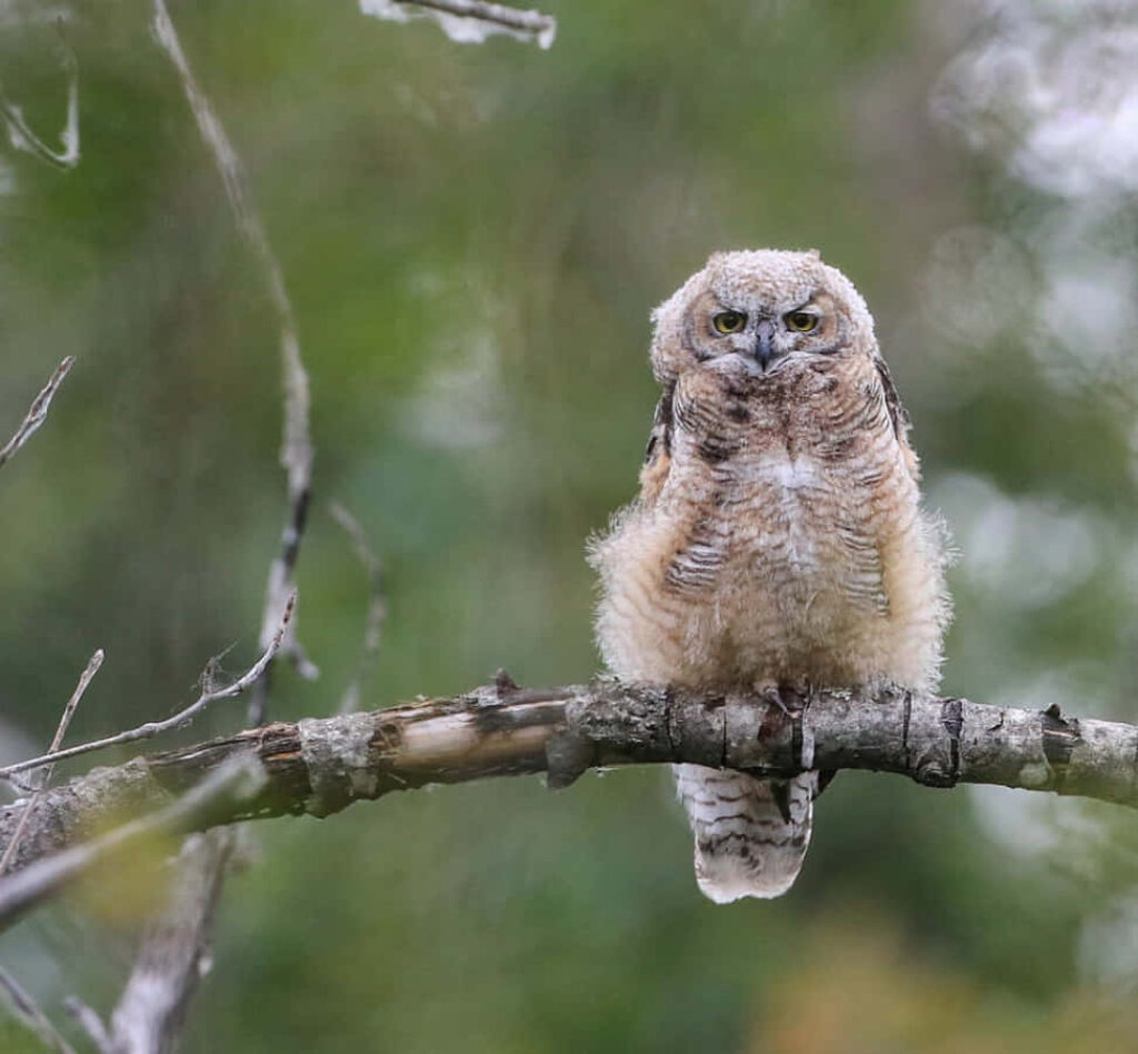 Fluffy Baby Owl on Tree Branch: Serene Nature Background Wallpaper