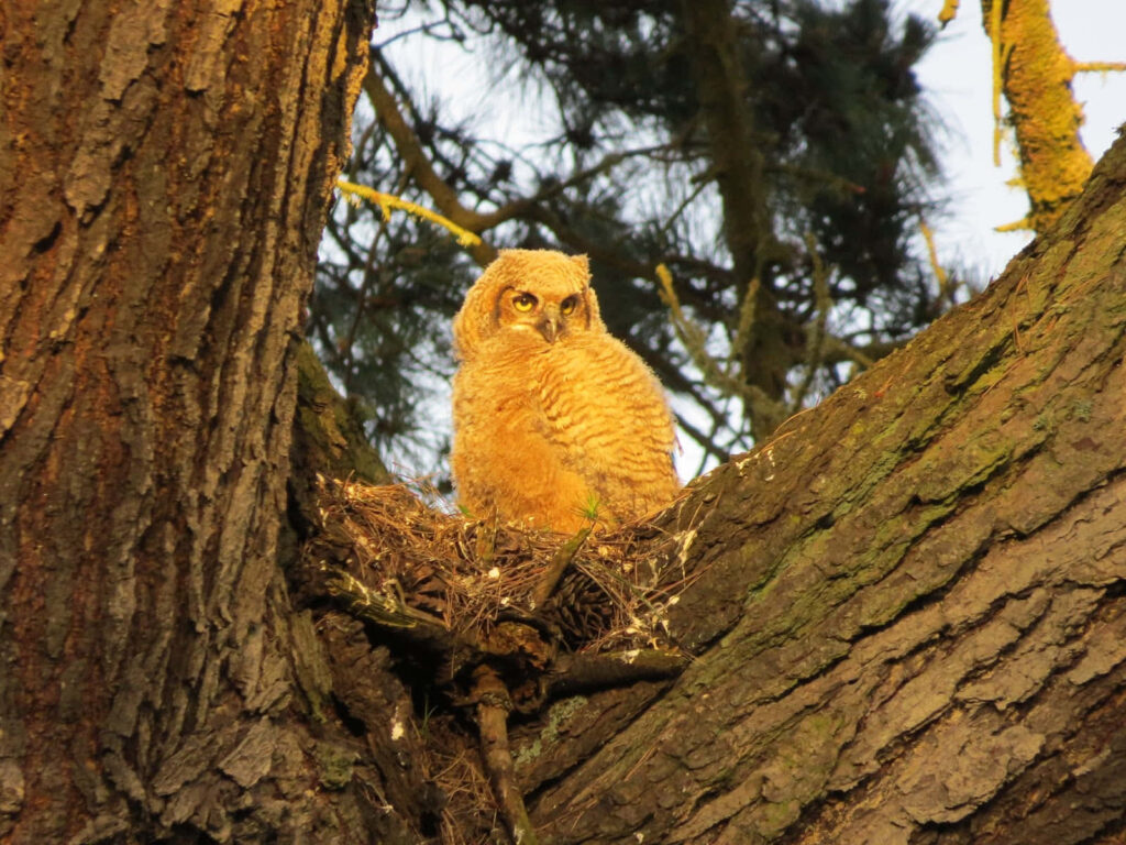 Fluffy Baby Owl on Tree Branch Amidst Lush Greenery - Warm Glow Wallpaper