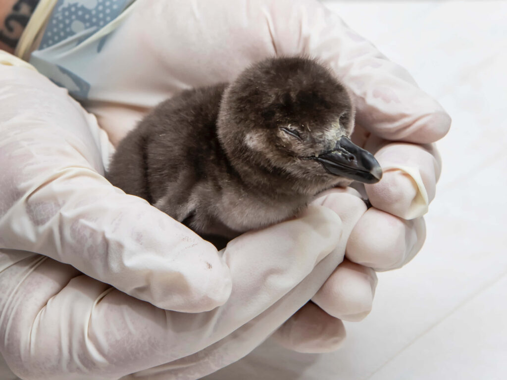 Fluffy Baby Penguin Wallpaper: Gentle, Cute, Soft Background