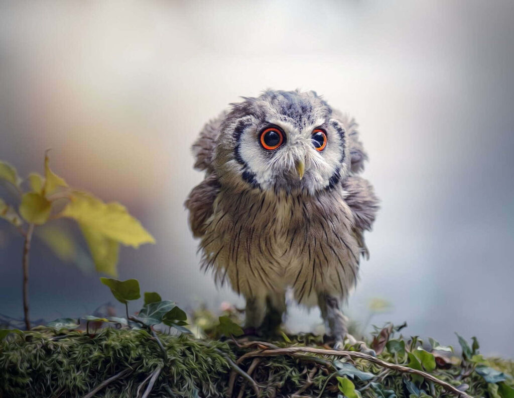 Fluffy Barn Owl Wallpaper: Noble Stance on Mossy Branch