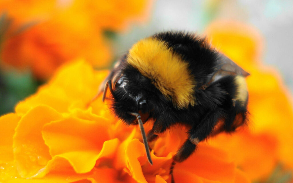 Buzzing Beauty: Captivating Fluffy Bee in Vibrant Yellow Background Wallpaper